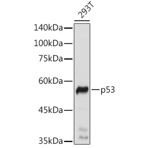 p53 Rabbit pAb