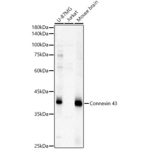 Connexin 43 Rabbit pAb
