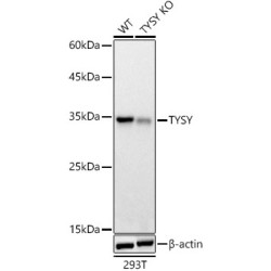 [KO Validated] TYSY Rabbit pAb