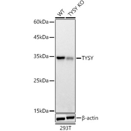 [KO Validated] TYSY Rabbit pAb