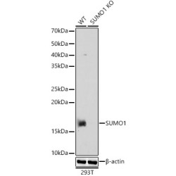 [KO Validated] SUMO1 Rabbit pAb