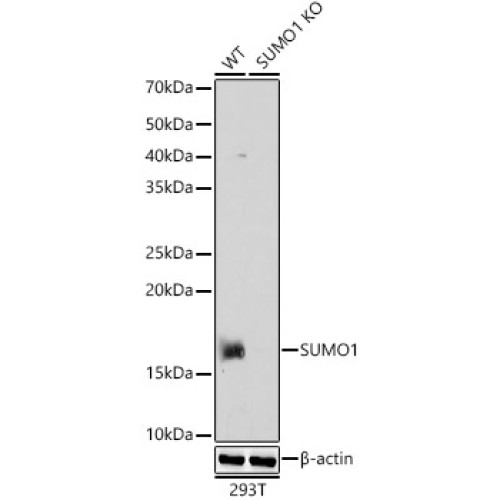 [KO Validated] SUMO1 Rabbit pAb