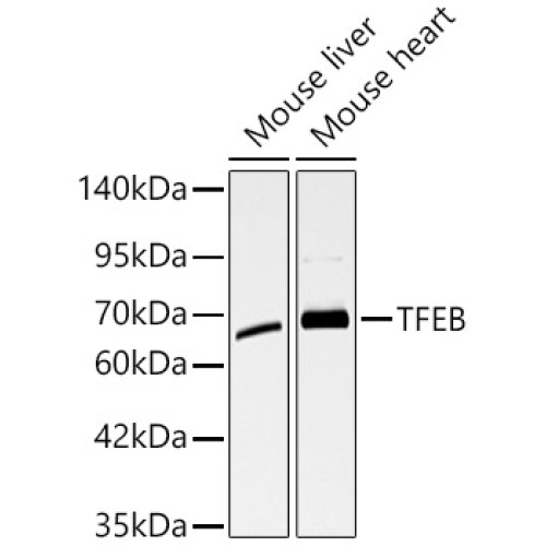 TFEB Rabbit pAb