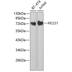 HCLS1 Rabbit pAb
