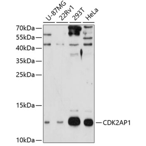CDK2AP1 Rabbit pAb