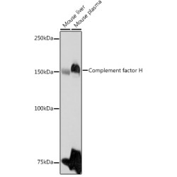 Complement factor H Rabbit pAb