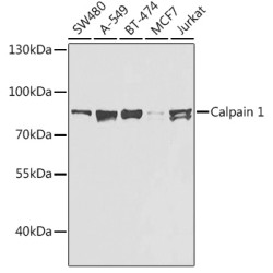 Calpain 1 Rabbit pAb