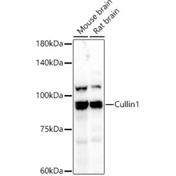 Cullin 1 Rabbit pAb