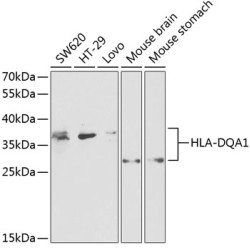 HLA-DQA1 Rabbit pAb