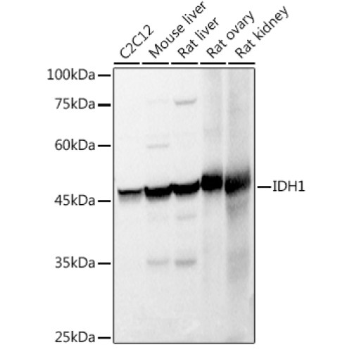 IDH1 Rabbit pAb