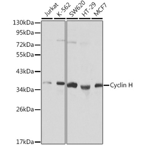 Cyclin H Rabbit pAb