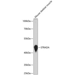 STRADA Rabbit pAb