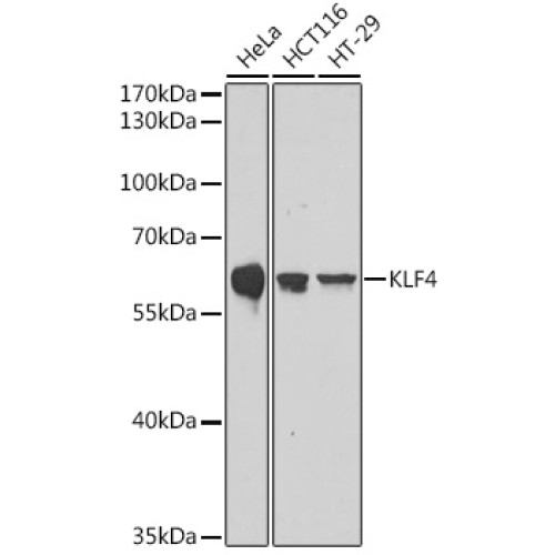 KLF4 Rabbit pAb