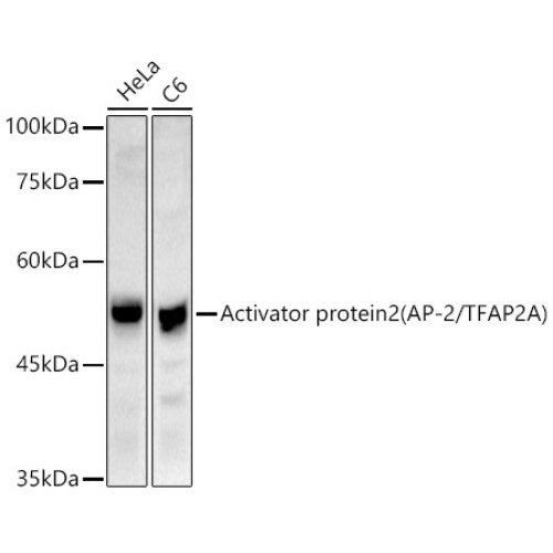 Activator protein 2 (AP-2/TFAP2A) Rabbit pAb