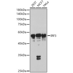 IRF3 Rabbit pAb