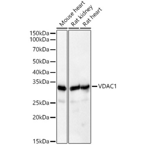 [KD Validated] VDAC1 Rabbit pAb