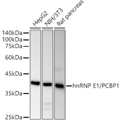 [KO Validated] hnRNP E1/PCBP1 Rabbit pAb