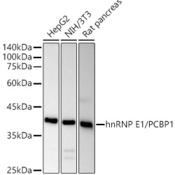 [KO Validated] hnRNP E1/PCBP1 Rabbit pAb