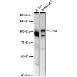 CD18 Rabbit pAb