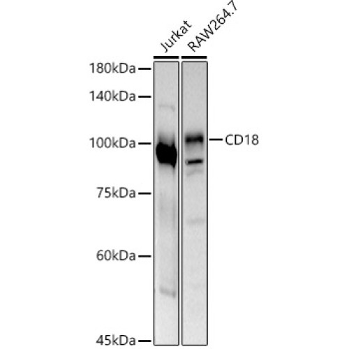 CD18 Rabbit pAb