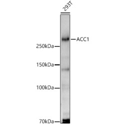 ACC1 Rabbit pAb