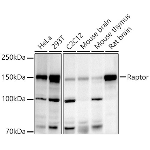 Raptor Rabbit pAb