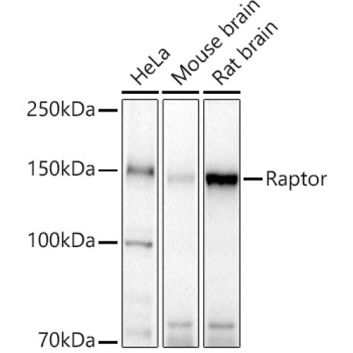 Raptor Rabbit pAb