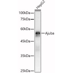 [KO Validated] Ajuba Rabbit pAb