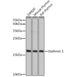 Stathmin 1 Rabbit pAb