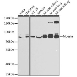 Moesin Rabbit pAb