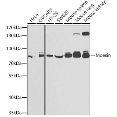 Moesin Rabbit pAb