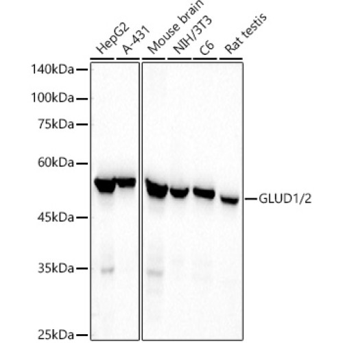 GLUD1/2 Rabbit mAb