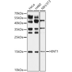 HINT1 Rabbit pAb