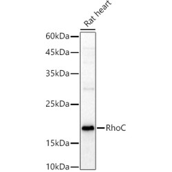 RhoC Rabbit pAb
