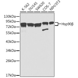 Hsp90β Rabbit pAb