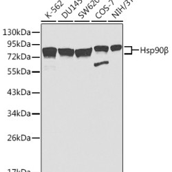 Hsp90β Rabbit pAb