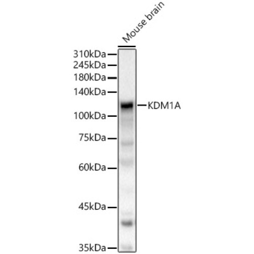 KDM1A Rabbit pAb