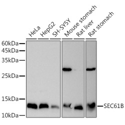 SEC61B Rabbit pAb