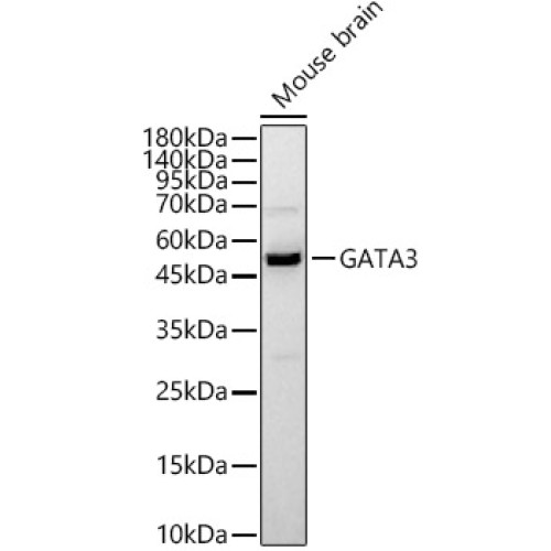 GATA3 Rabbit pAb