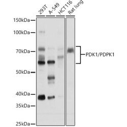 PDK1/PDPK1 Rabbit pAb