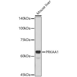 AMPKα1 Rabbit pAb