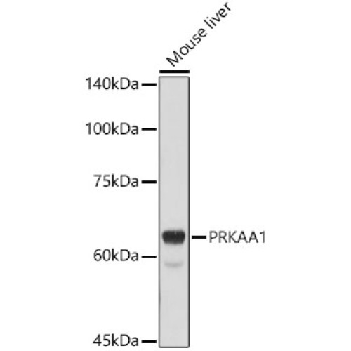 AMPKα1 Rabbit pAb