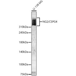 NG2/CSPG4 Rabbit pAb