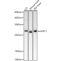 HPRT1 Rabbit pAb