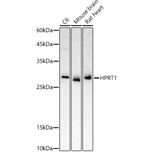 HPRT1 Rabbit pAb