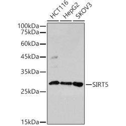 SIRT5 Rabbit pAb