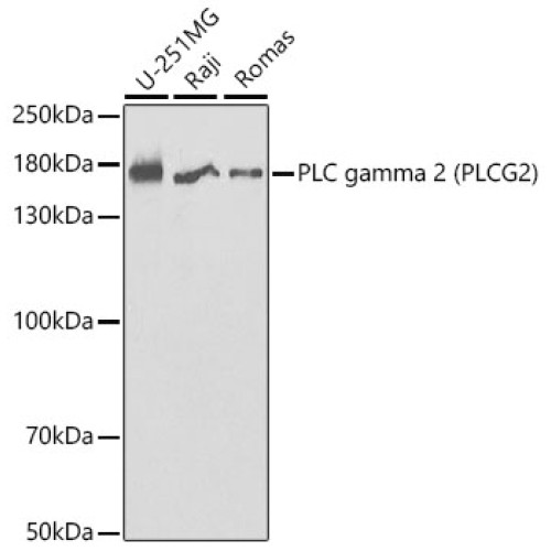 PLC gamma 2 (PLCG2) Rabbit pAb