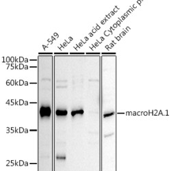 macroH2A.1 Rabbit pAb