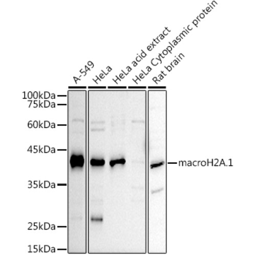 macroH2A.1 Rabbit pAb