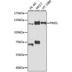 PMS1 Rabbit pAb